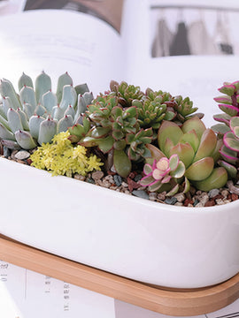 Succulent Planter -Elongated