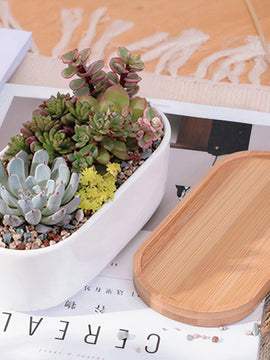 Succulent Planter -Elongated