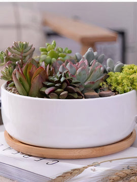 Succulent Planter - Round