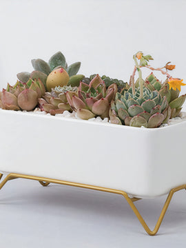 Succulent Planter-Supported