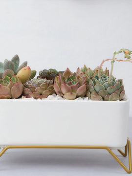 Succulent Planter-Supported