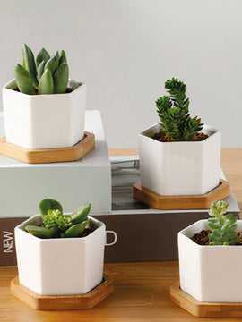 Succulent Planter -Small (Set of 3)