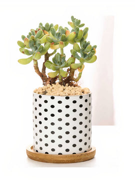 B&W Planters Set of 3