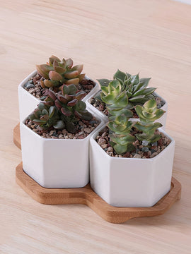 Beehive Planter
