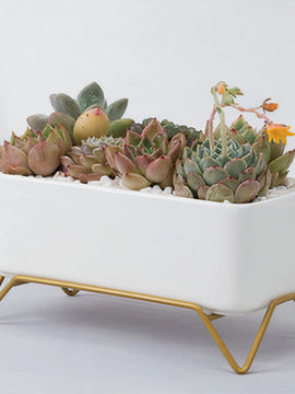 A Supported Succulent Planter For You