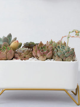 A Supported Succulent Planter For You